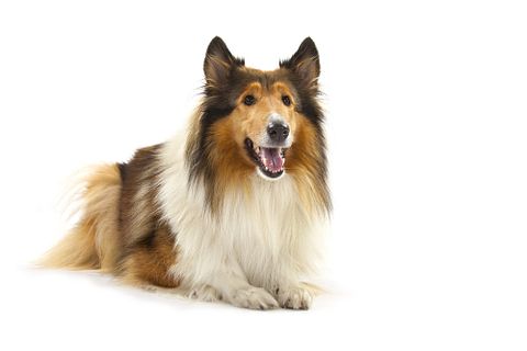 dog, breed, animal, friend, loyal, love, 