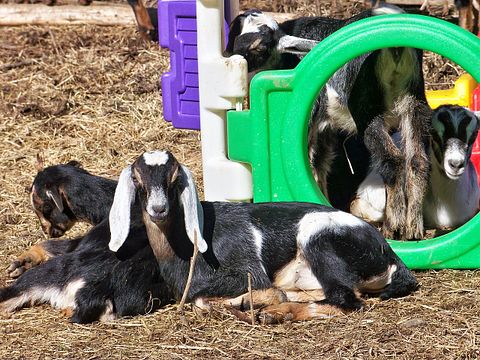 Easiest Goat Breeds to Raise