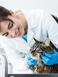 9 Highest-Paying Countries for Veterinarians