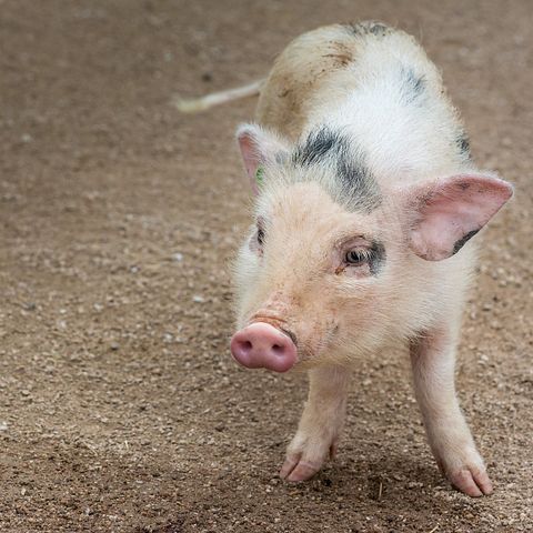 10 States That Produce the Most Pork in America