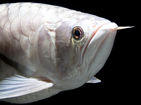 most expensive tropical fish in the world