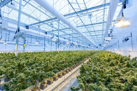 7 Best Cannabis Stocks to Invest In Now 