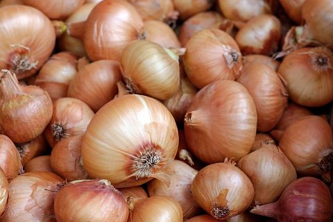10 Easiest Farm Crops to Grow 