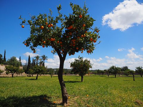 Countries that Produce the Most Oranges in the World