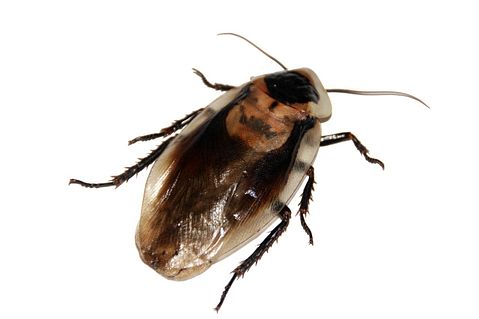 cockroach-566712_1280