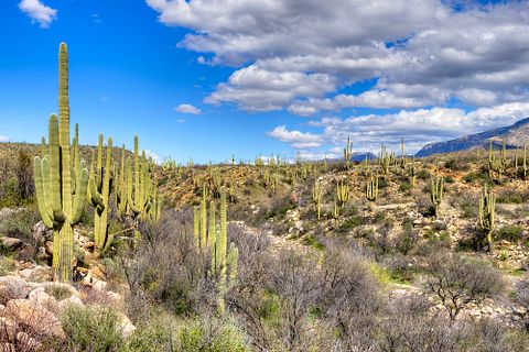 Anton Foltin/Shutterstock.com 