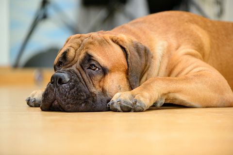 Inna Astakhova/Shutterstock.com Most Dangerous Dog Breeds That Bite The Most People