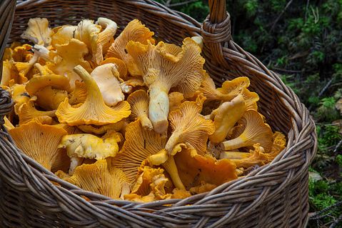 10 Most Profitable Gourmet Mushrooms to Grow