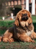 11 Most Expensive Animals in the World