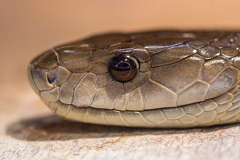 Top 7 Most Poisonous Snakes In The World