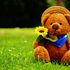 Build-A-Bear Workshop, Inc. (BBW) Lifts Guidance After 11.5% Revenue Surge in Q2