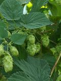 10 Biggest Hop Producing Countries in The World