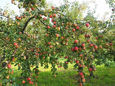 15 Best Apple and Pumpkin Picking Farms Near New York City or New Jersey 