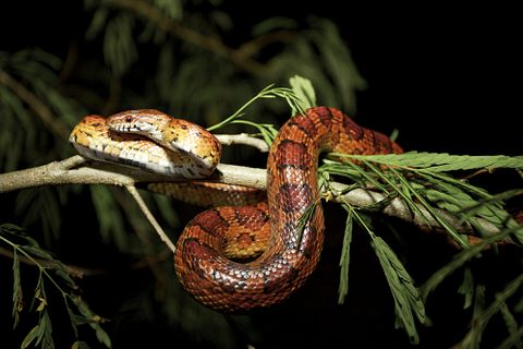 10 Most Common Snakes in America