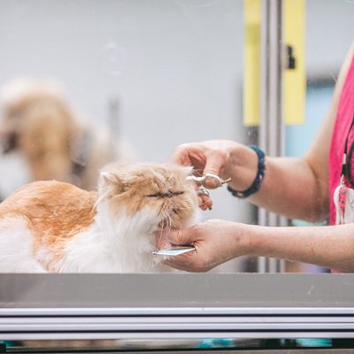 7 Best Pet Care Stocks to Buy for Consistent Recurring Revenue