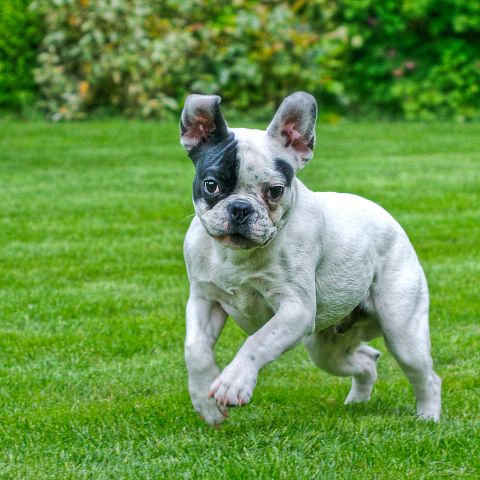 10 Therapy Dog Breeds for Depression and Anxiety