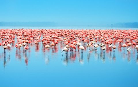 Anna Omelchenko/Shutterstock.com