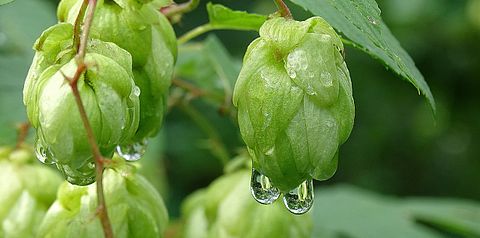 10 Biggest Hop Producing Countries In The World