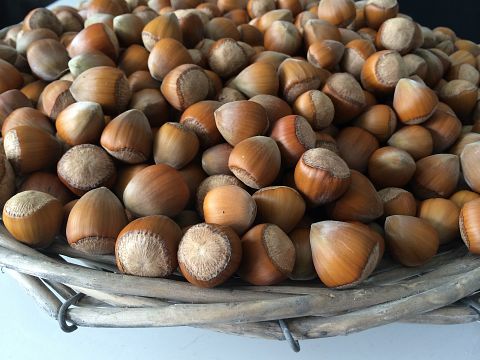hazelnuts-447997_1920