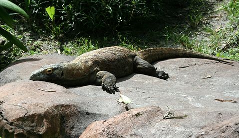 komodo-dragon-58396_1280