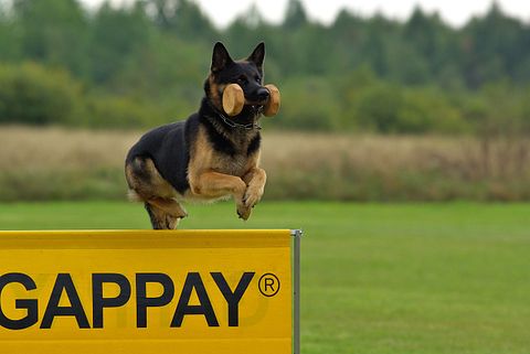 dog-707002_1280