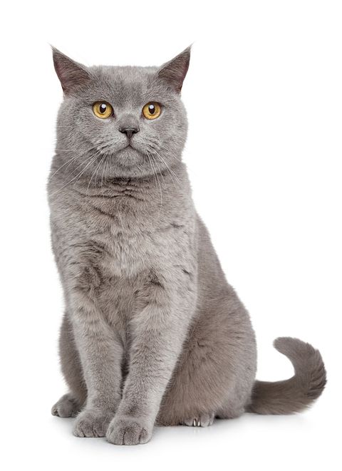 Most Expensive Cat Breeds in the World