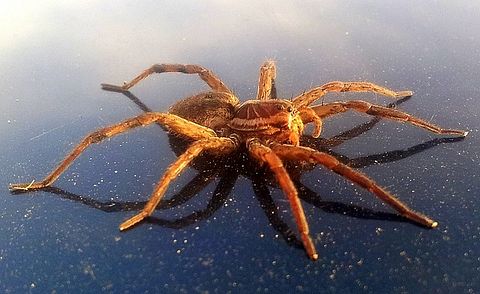 16 Biggest Internet Hoaxes That Fooled The World