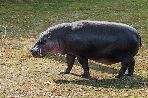 Ian Duffield/Shutterstock.com 