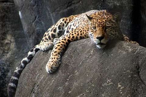 Animals, Jaguar