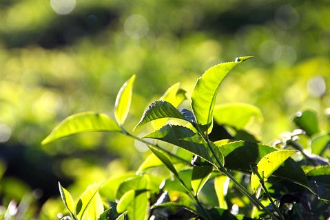 Countries that Produce the Most Tea in the World