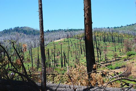forest-fire-California