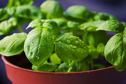 10 Easiest Farm Crops to Grow 